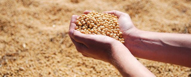 soybean-1831703_1920-1